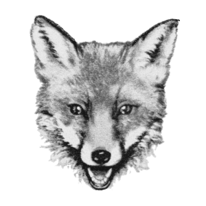 Fox Front Head
